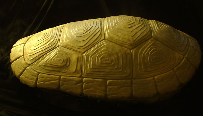 [Image: turtleshell1.jpg]